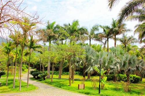 金盏花面霜的作用