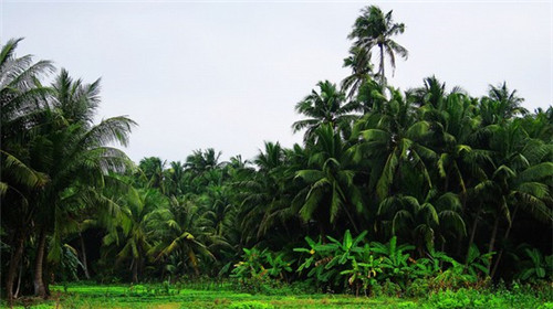 千月美食探店视频汇总（千月官网）